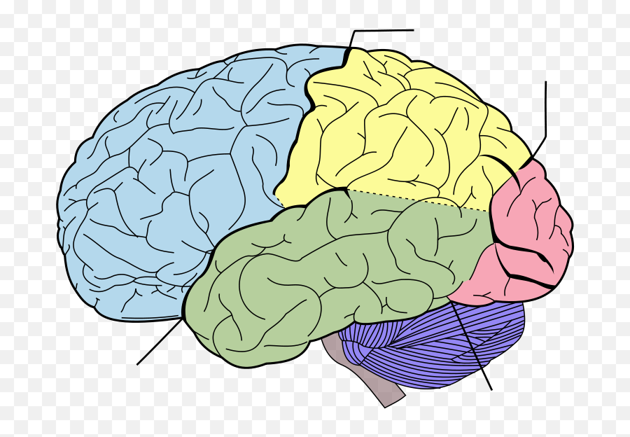 Затылочная область коры головного мозга. Анатомия теменной доли головного мозга.