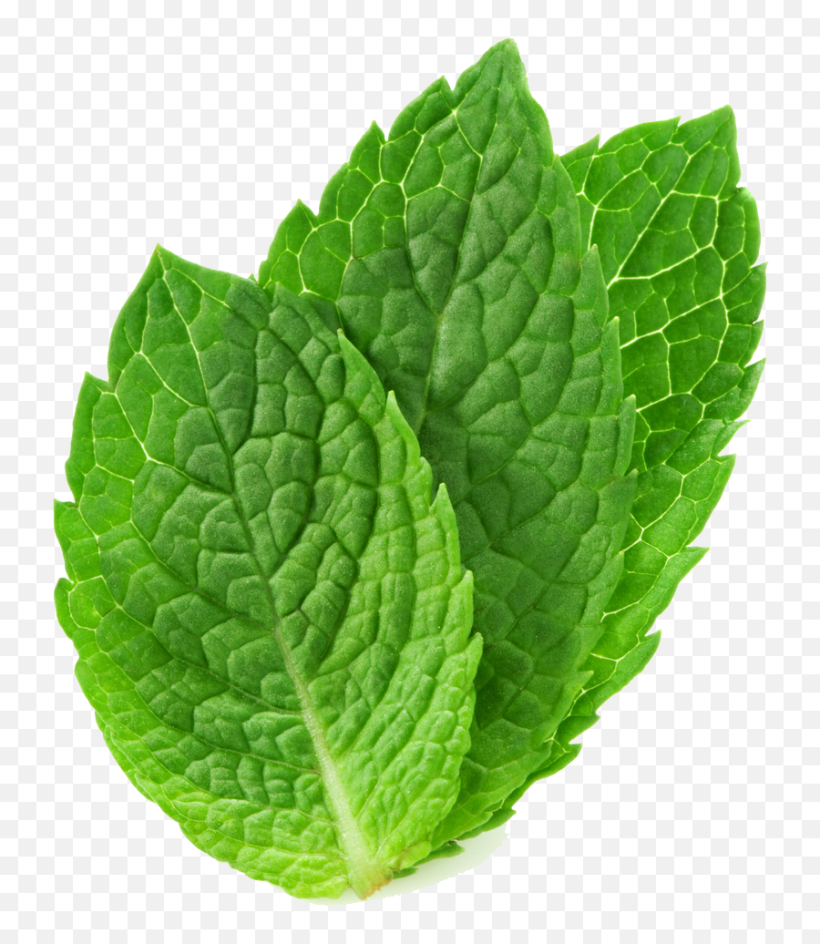 Peppermint Clipart Basil Leaf Picture 1868063 Png