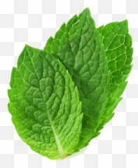 Peppermint Clipart Basil Leaf Picture 1868063 Png