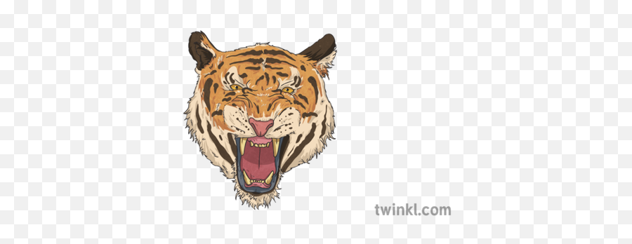 Tiger Face Illustration - Twinkl Roar Png,Tiger Face Png