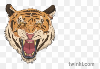 Tiger Face Illustration - Twinkl Roar png
