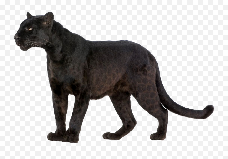 Leopard Wildcat Black Panther Felidae - Black Panther Animal Png,Panther Transparent
