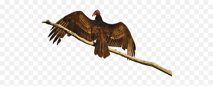Vivid Vulture - Turkey Vulture Png,Vulture Png