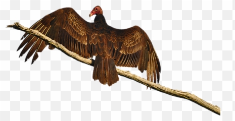 Vivid Vulture - Turkey Vulture Png,Vulture Png