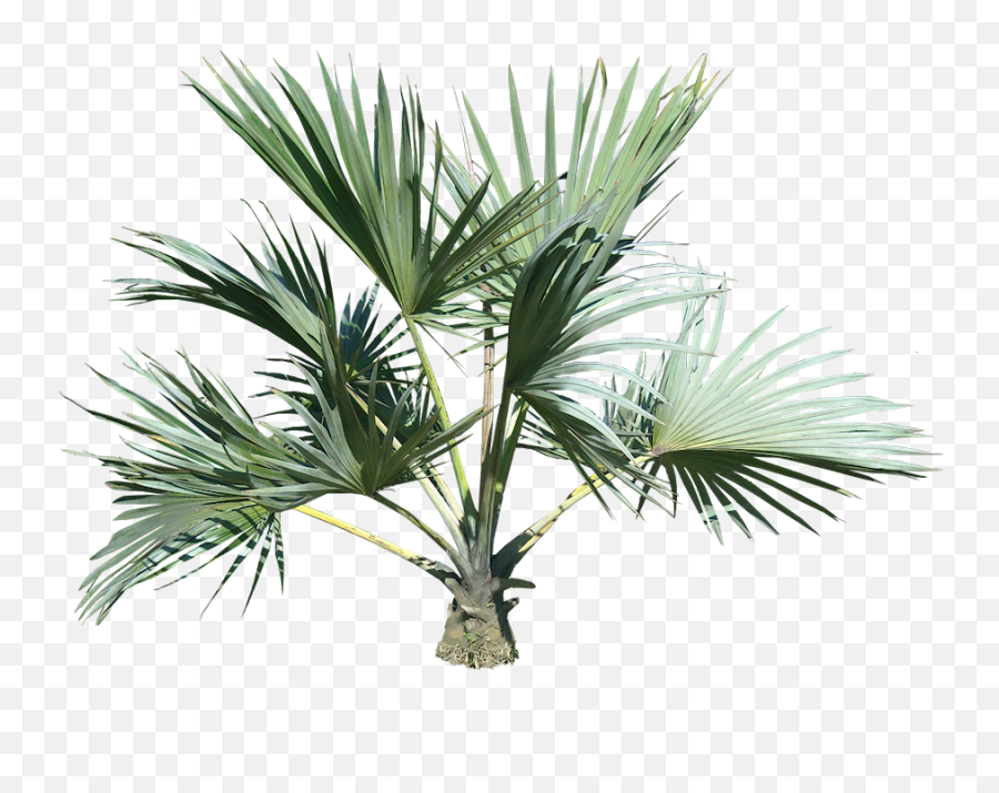 Plants Png Transparent Images - Tropical Plant Transparent Small Palm Tree Png,Plant Transparent Background