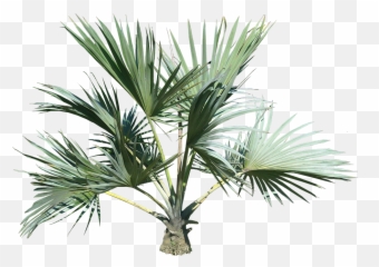 Plants Png Transparent Images - Tropical Small Palm Tree
