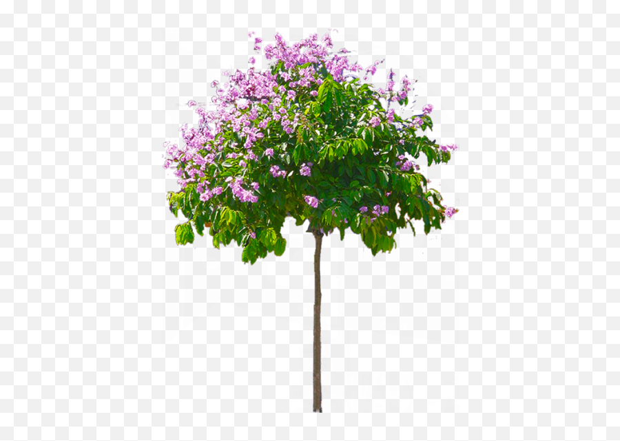 Palm Tree Png Image With Transparent Hd - Transparent Flower Tree Png,Bougainvillea Png