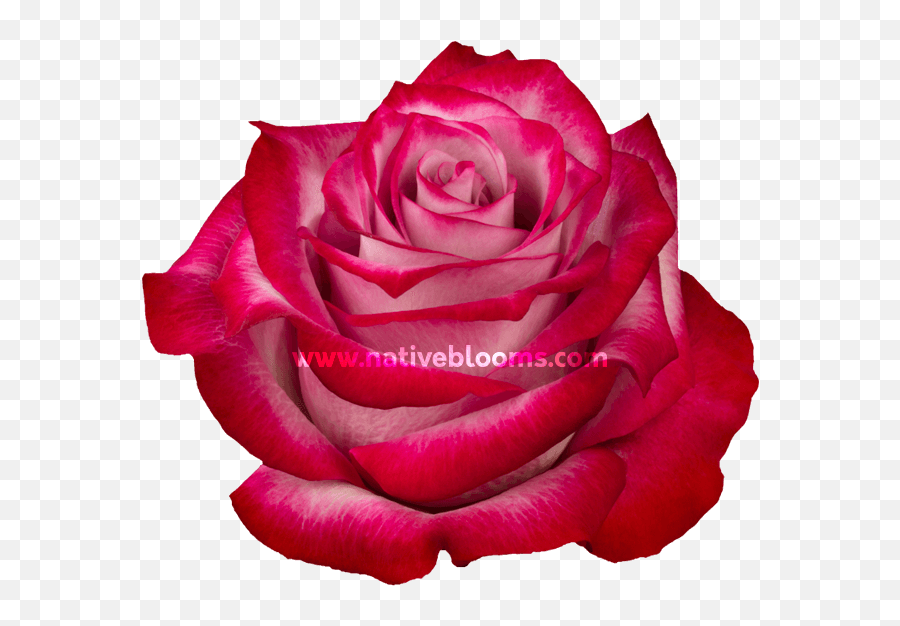 Deep Purple Roses - Floribunda Png,Purple Roses Png