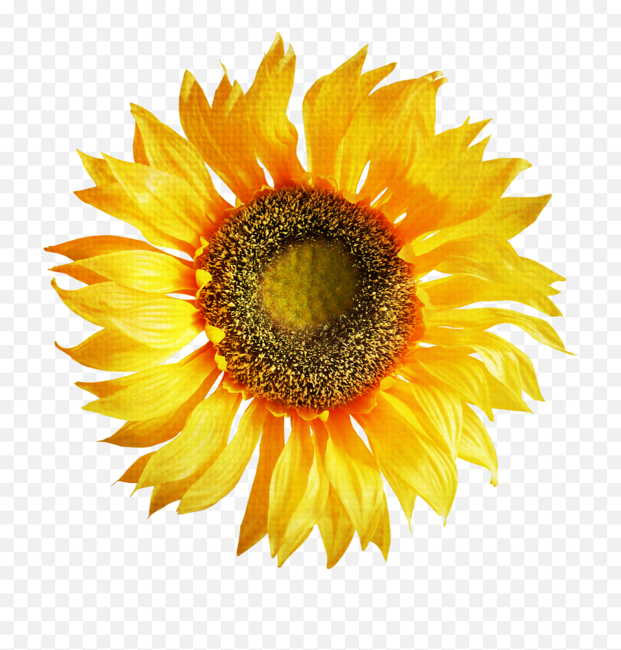 Sunflower Png Image - Sunflower Png Hd,Sunflower Transparent Background
