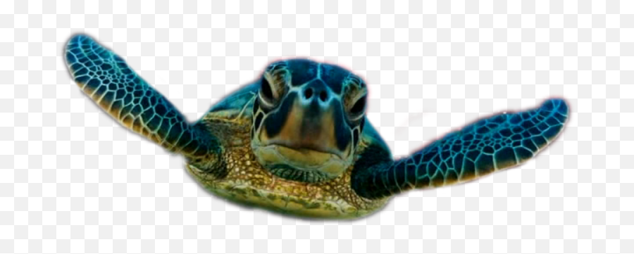 Turtle Designs Png Transparent - Png Transparent Turtle,Turtle Png