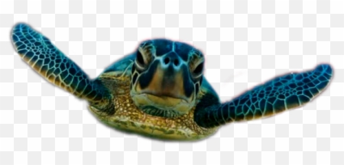 Turtle Designs Png Transparent