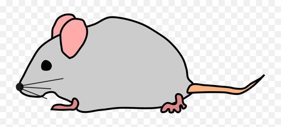 Download Free Png Mice Mouse Rat - Free Vector Graphic On Mouse Clip Art Free,Rat Png