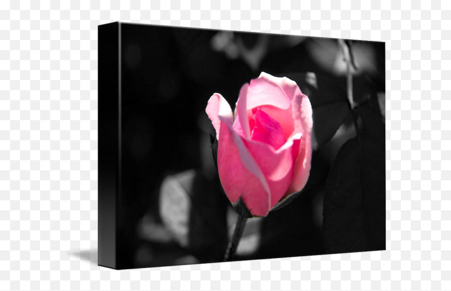 Pink Rose Bud Black And White Background By Valerie Waters - Garden Roses Png,Pink Rose Transparent Background