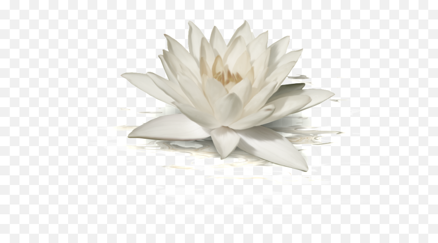 Download This Graphics Is White Lotus Transparent About - White Lotus Png,Lotus Transparent