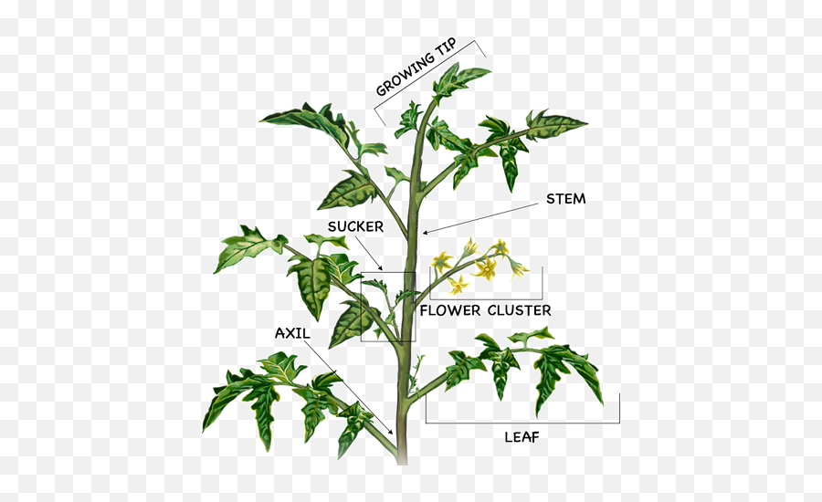 Caring For The Star Of Garden - Bufco Blog Prune A Tomato Plant Png,Tomato Plant Png