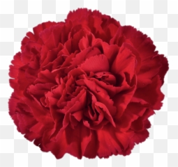 Red Carnation Transparent Png - Flowers Png Stickers,Carnation Png