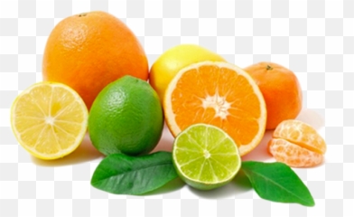 Citrus Fruits - Oranges Lemons And Limes Png,Citrus Png