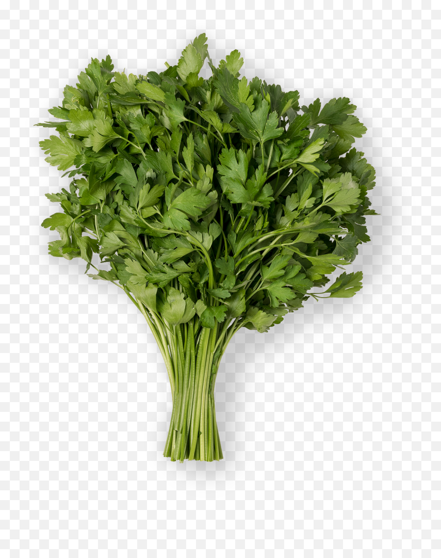 Parsley Png Image With No Background - Italian Parsley,Parsley Png