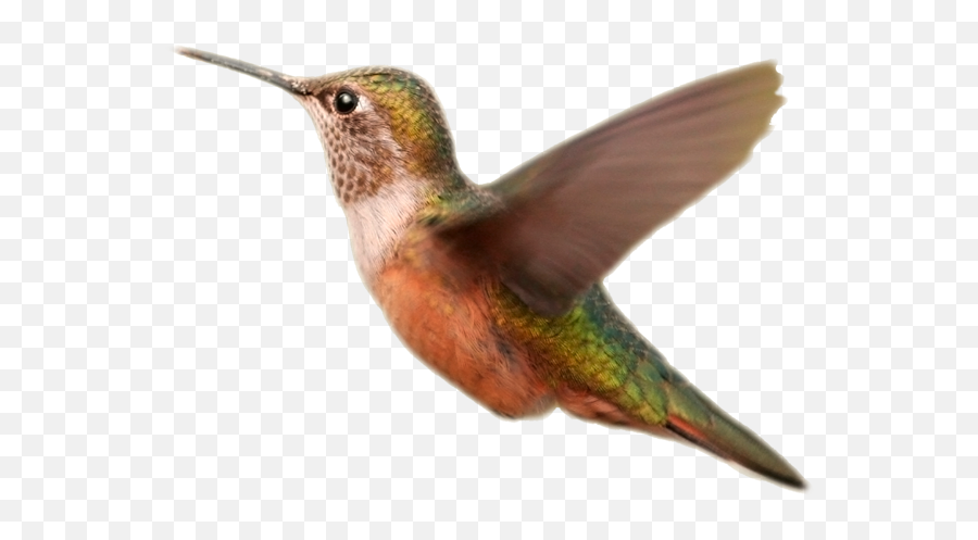 Download Bird Wings Png Vector Free Library - Hummingbird Orange Birds Transparent Background,Bird Wings Png