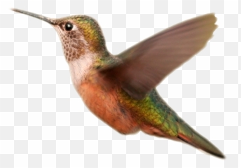 Download Bird Wings Png Vector Free Library - Hummingbird Orange Birds Transparent Background