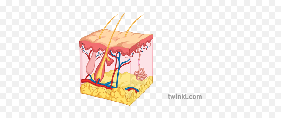 Tissues Of The Skin Diagram Science Secondary Illustration - Junk Food Png,Tissue Png