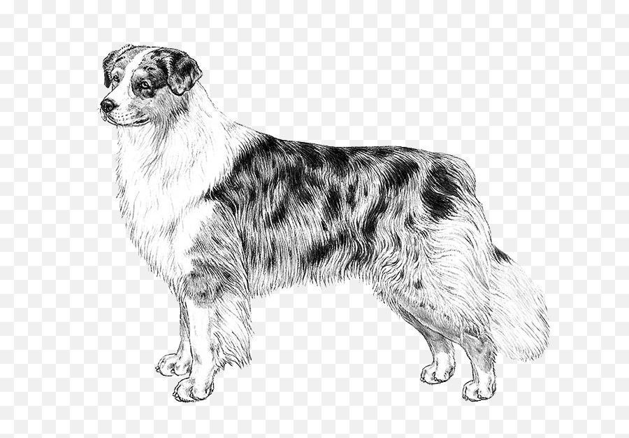 Embark Dog Dna Test - Aussie Sketch Png,Australian Shepherd Icon