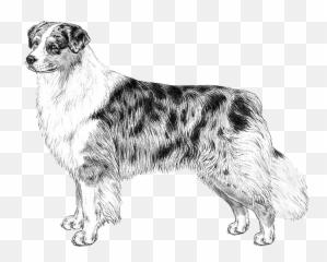 Embark Dog Dna Test - Aussie Sketch Png,Australian Shepherd Icon