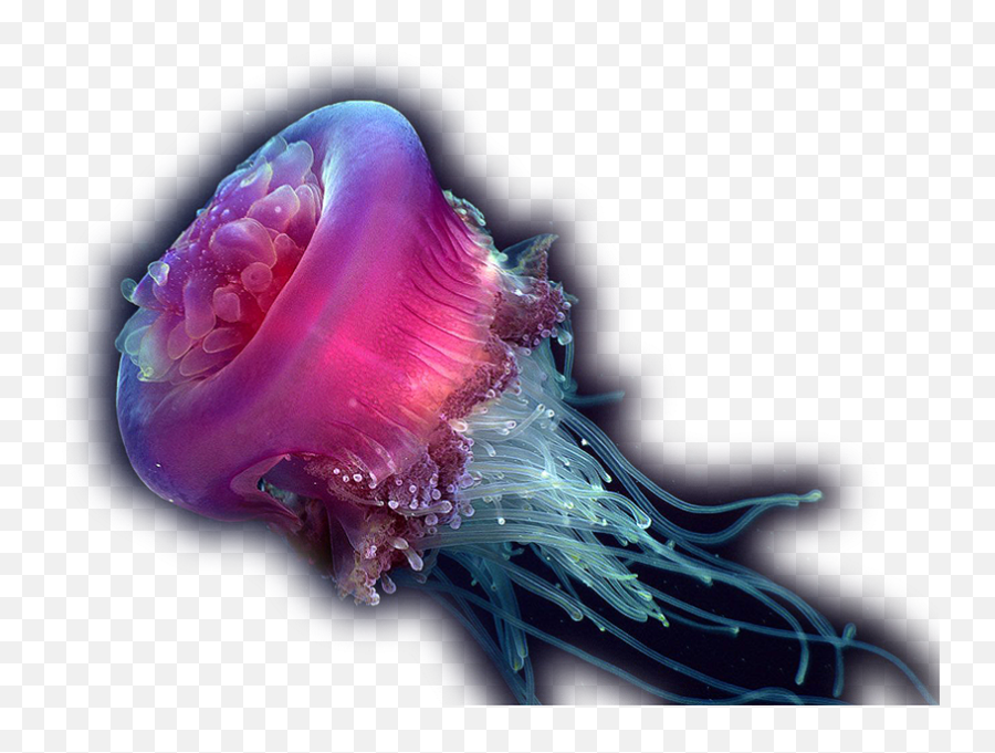 Jellyfish - Purple Jelly Fish Png,Transparent Jellyfish