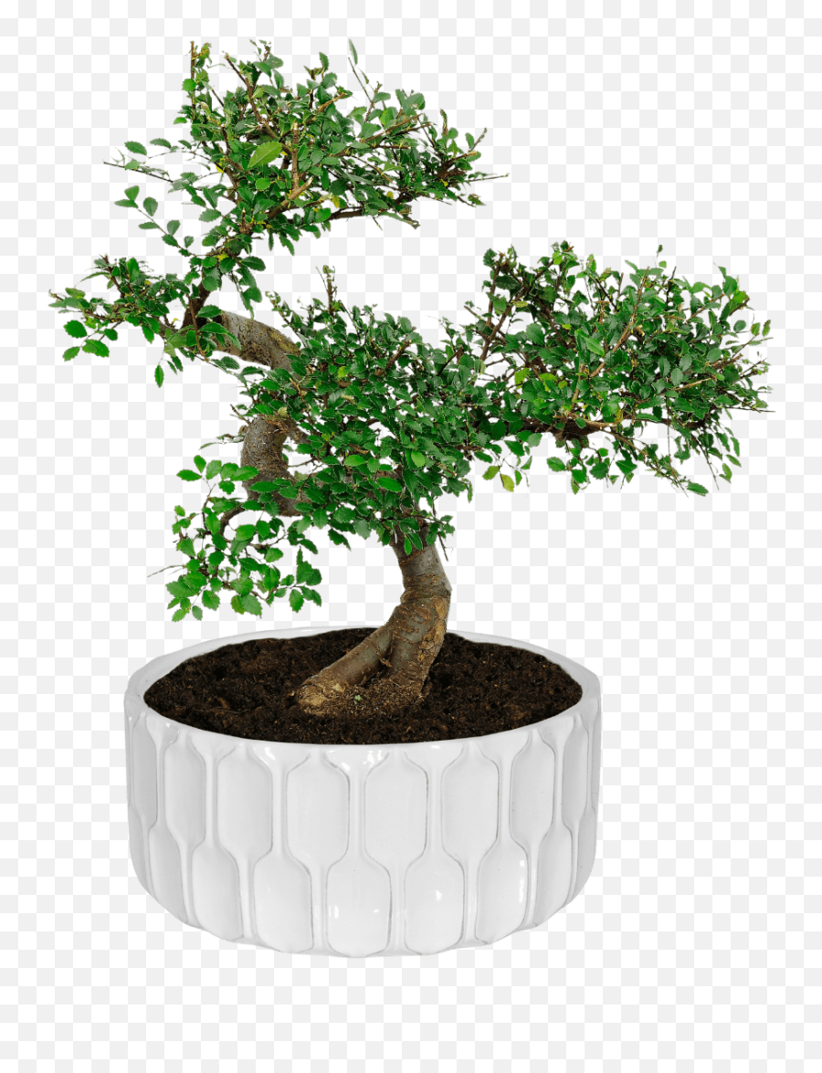 Aldi Bonsai Tree - Bonsai Tree Bonsai Aldi Png,Bonsai Tree Png