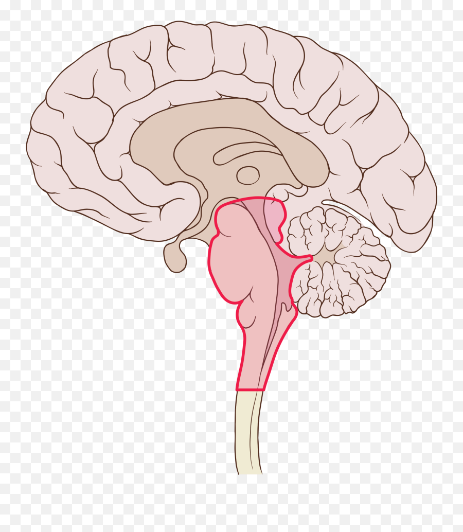Filebrain Human Sagittal Sectionsvg - Wikimedia Commons Brain Sagittal Png,Human Brain Png