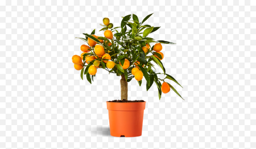 Download Free Png Orange Tree - Plantes Pour Grande Jardiniere,Orange Tree Png