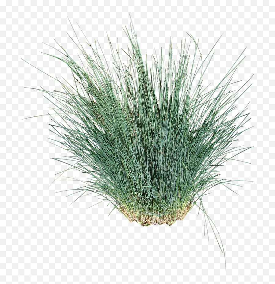 Ornamental Grass Cut Out Png Image With - Ornamental Grass White Background,Grasses Png