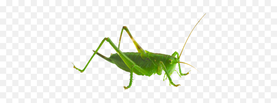 Grasshopper Png File All - Sprinkhaan Png,Grasshopper Png