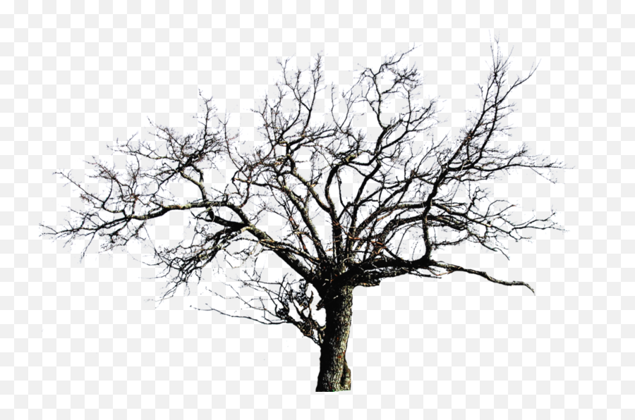 Dead Tree - Transparent Background Bare Tree Png,Wood Png