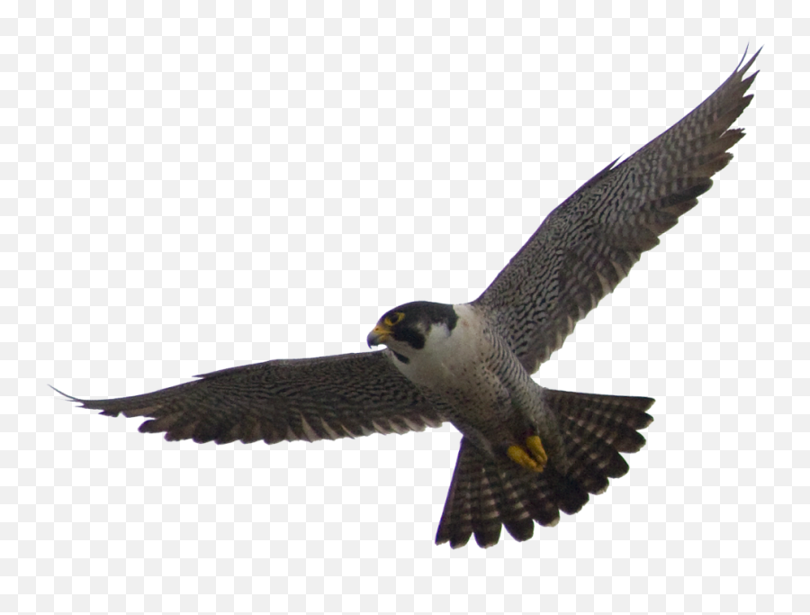 Flying Falcon Bird Png Transparent Image 9 - Free Falcon Transparent Background,Bird Flying Png