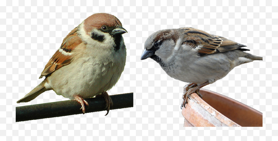 Sparrow Png Picture