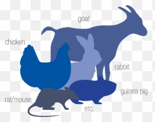 Speciespng Médimabs - Chicken