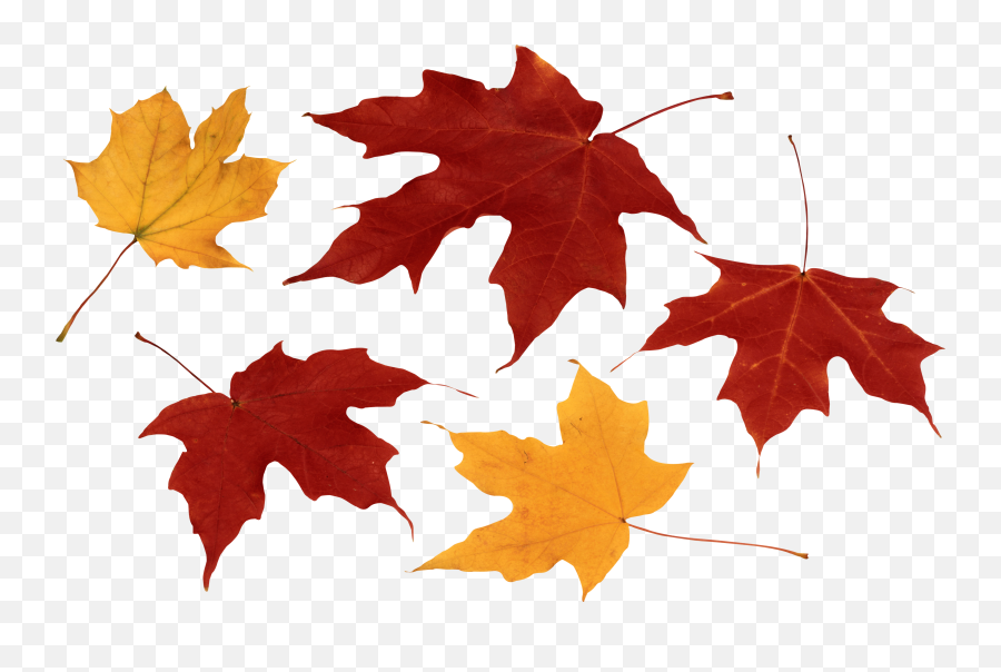 Png Images Free Yellow Leaves - Fall Leaves Autumn Png,Autumn Leaves Png