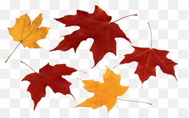 fall leaf clipart no background