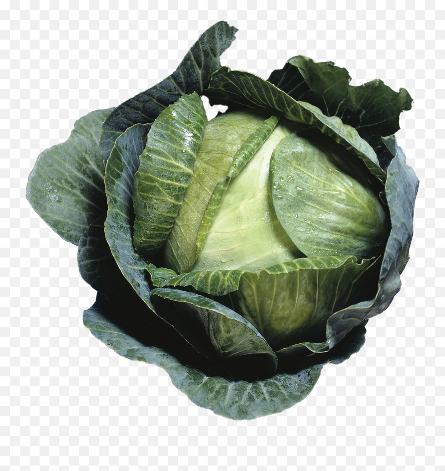 Cabbage Transparent Images - Kara Lahana Png,Cabbage Transparent