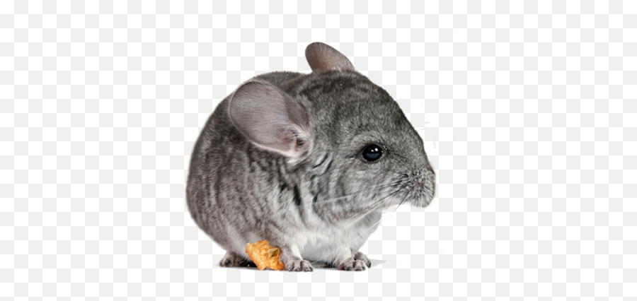 Azure Chinchillas Png Chinchilla