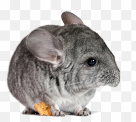 Azure Chinchillas Png Chinchilla