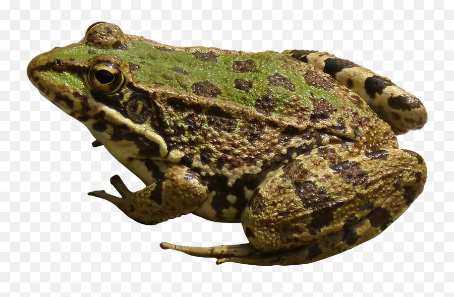Frog Png U0026 Free Frogpng Transparent Images 2705 - Pngio Png Image Of Frog,Pepe The Frog Transparent Background