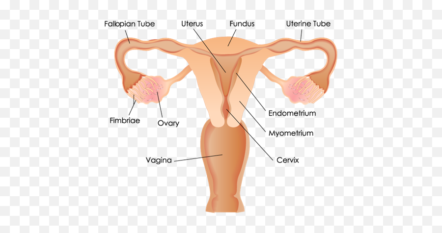 Why Is My Obgyn Recommending Fallopian Tubes Be Taken - Uterus And Fallopian Tubes Png,Uterus Png
