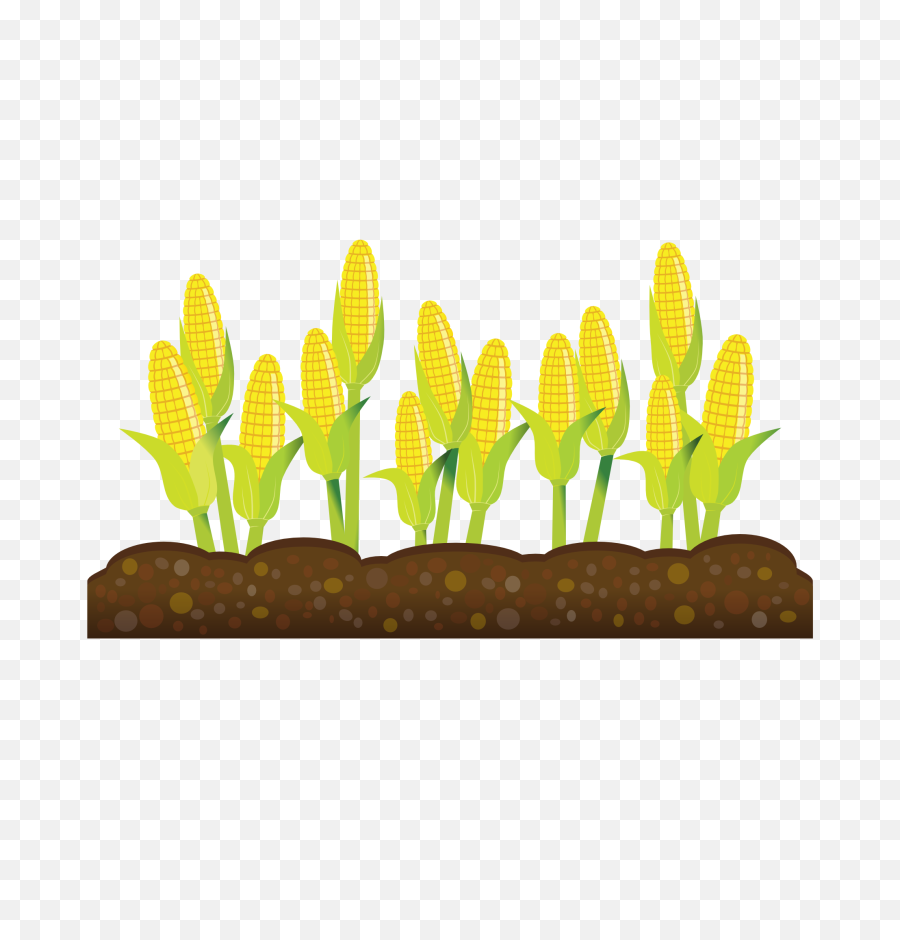 Download Corn Plant Clipart - Crops Clipart Transparent Crops Clipart Png,Plant Transparent Background