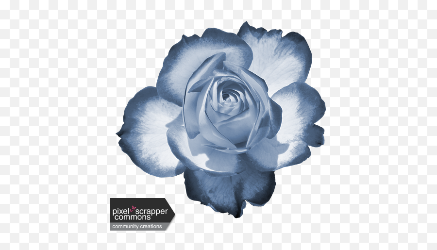 Two Tone Rose 1 Graphic - Flowers Dp For Whatsapp Png,Blue Rose Png