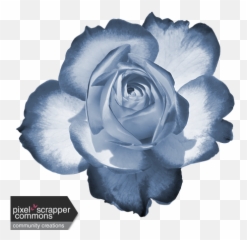 Two Tone Rose 1 Graphic - Flowers Dp For Whatsapp Png,Blue Rose Png