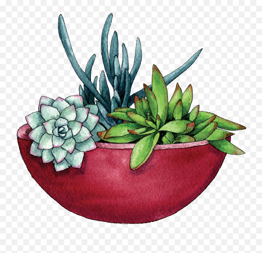 Flower Pot Png - Succulent Bowl Png 484507 Vippng Succulents In Bowl Illustration,Succulent Transparent Background