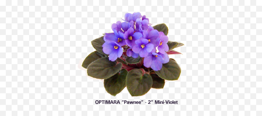 Png Miniature African Violets - African Violets,Violets Png