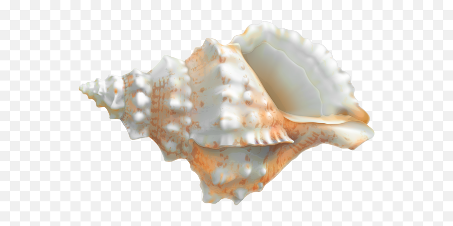 Seashell Png - Seashell Png,Seashell Png